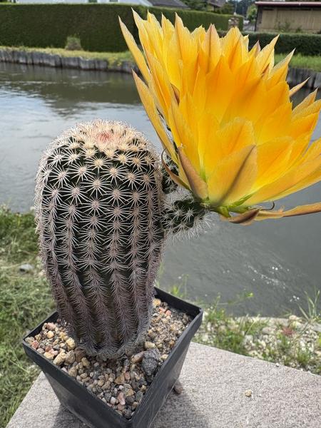 Echinocereus ctenoides